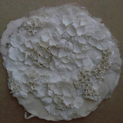 White Lichen 3
